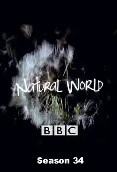 Temporada 34