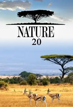 Sezon 20