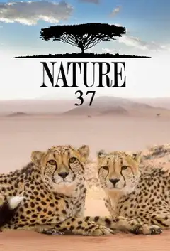 Sezon 37