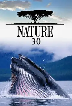 Sezon 30