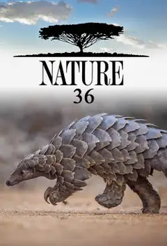 Sezon 36