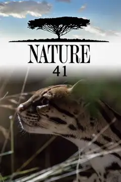Sezon 41