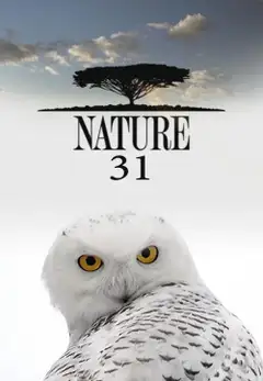 Sezon 31