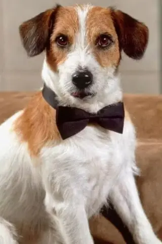 Peliculas de Moose the Dog