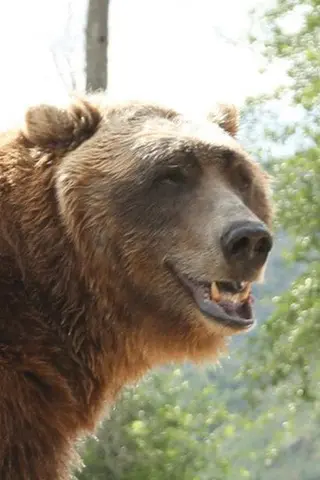 Peliculas de Bart The Bear