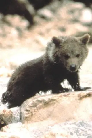 Peliculas de Youk the Bear