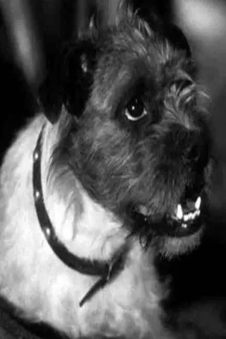 Peliculas de Zero the Dog