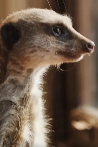 Peliculas de Elvis the Meerkat