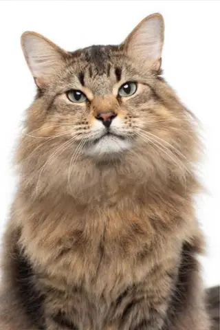 Tonic the Cat - Córka • Potomstwo
