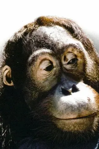 Peliculas de Manis