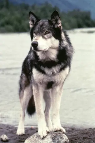 Peliculas de Jed the Wolfdog