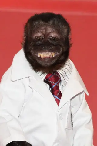 Peliculas de Crystal the Monkey