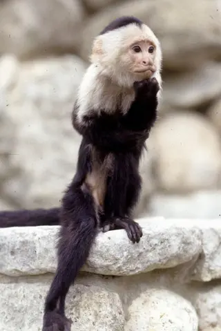 Peliculas de Binx the Monkey