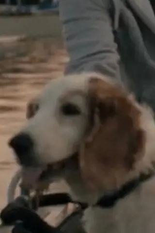 Bodil the Dog - Córka • Potomstwo