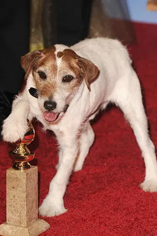 Peliculas de Uggie