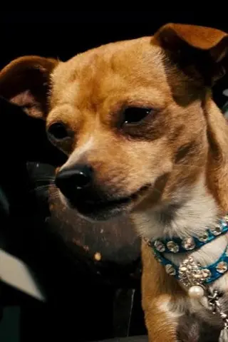 Peliculas de Chester the Chihuahua