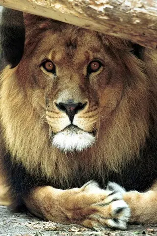 Peliculas de Bongo the Lion
