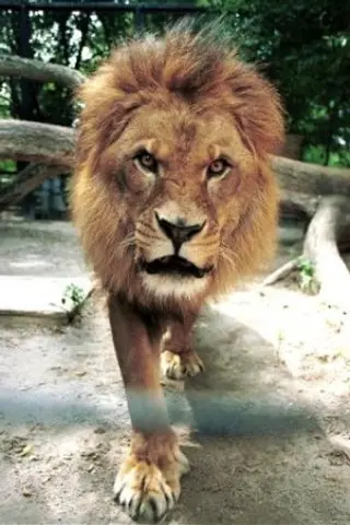 Peliculas de Caesar the Lion