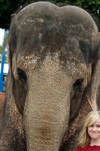 Peliculas de Tai the Elephant
