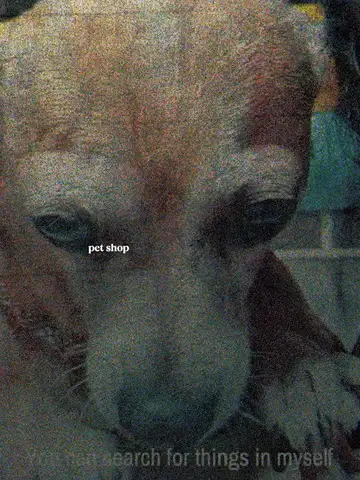 Pet Shop veroTV Online • Pelicula Completa