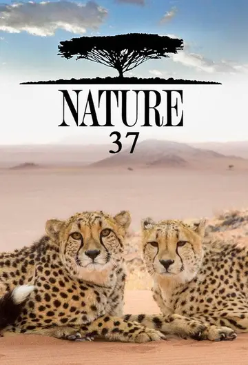 Sezon 37
