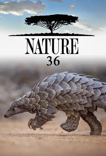 Sezon 36