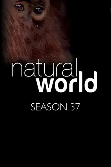 Temporada 37