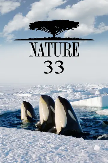 Sezon 33