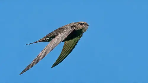 Springwatch Temporada 21 Episodios 11 • Sub Español