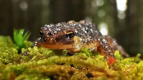 Springwatch Temporada 20 Episodios 11 • Sub Español
