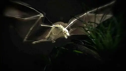 Nature S28E10 • Oglądaj Online
