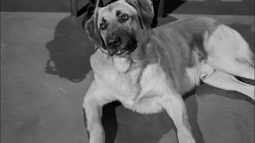 Perry Mason Temporada 6 Episodios 20 • Sub Español