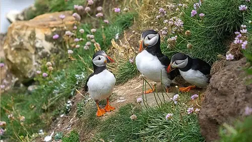 Springwatch Temporada 20 Episodios 4 • Sub Español
