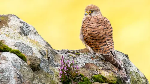 Springwatch Temporada 24 Episodios 8 • Sub Español