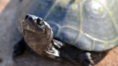 Nature S21E9 • Oglądaj Online