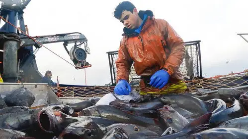 Pesca radical Temporada 19 Episodios 7 • Sub Español