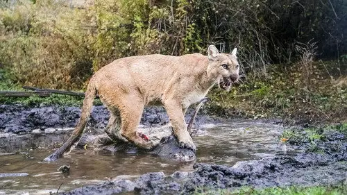 Nature S44E2 • Oglądaj Online