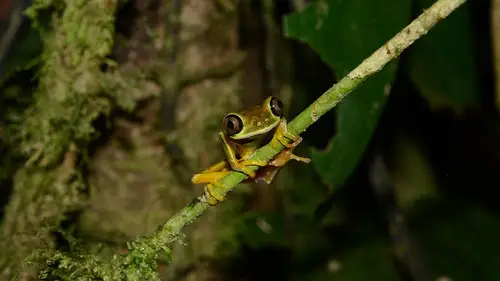 Nature S32E19 • Oglądaj Online