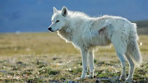 Nature S27E1 • Oglądaj Online