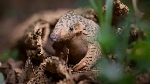 Nature S42E7 • Oglądaj Online
