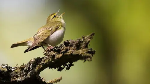 Springwatch Temporada 23 Episodios 12 • Sub Español
