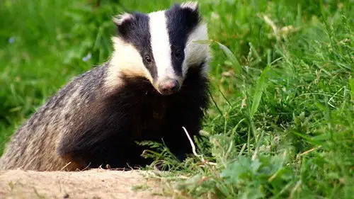 Springwatch Temporada 5 Episodios 14 • Sub Español