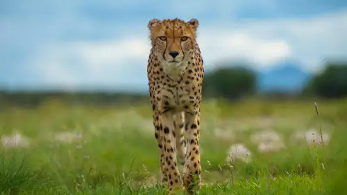 Nature S36E9 • Oglądaj Online