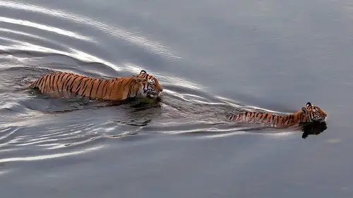 Tiger Island Temporada 1 Episodios 2 • Sub Español