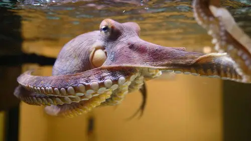 Nature S38E1 • Oglądaj Online