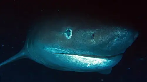 OceanXplorers Temporada 1 Episodios 3 • Sub Español