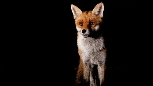 Springwatch Temporada 24 Episodios 7 • Sub Español