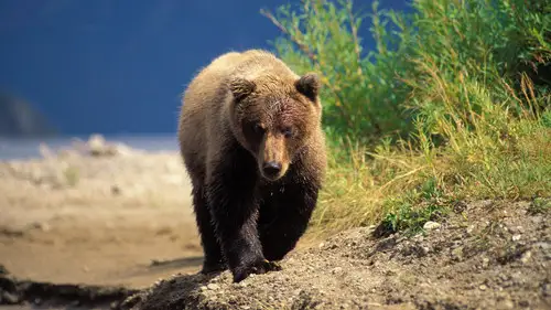 Nature S23E3 • Oglądaj Online