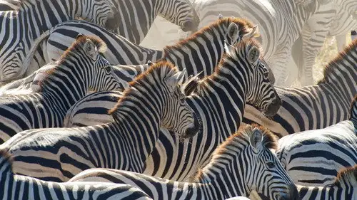 Nature S31E13 • Oglądaj Online