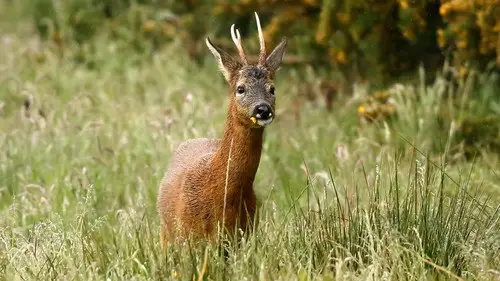 Springwatch Temporada 21 Episodios 9 • Sub Español